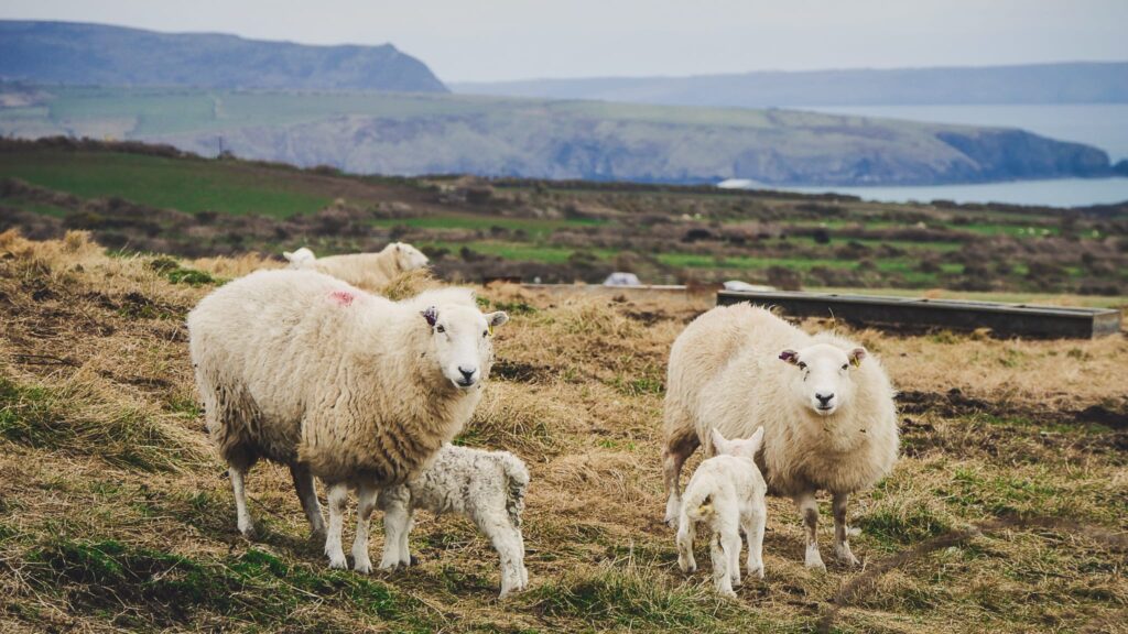 ewe-milk, lambs