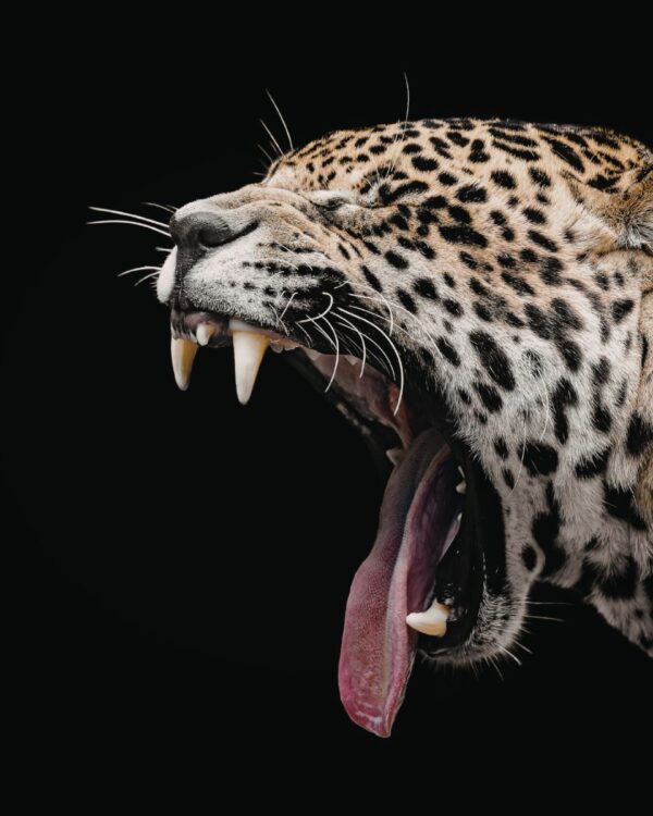 In Beauty I Walk - Amazonia