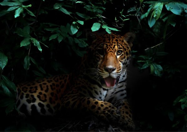 In Beauty I Walk - Amazonia